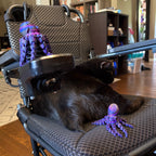 A black cat lies stretched out on a gray motorized wheelchair in a home interior, with purple octopus-shaped toys attached to the chair.